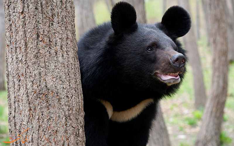 خرس سیاه آسیایی 1