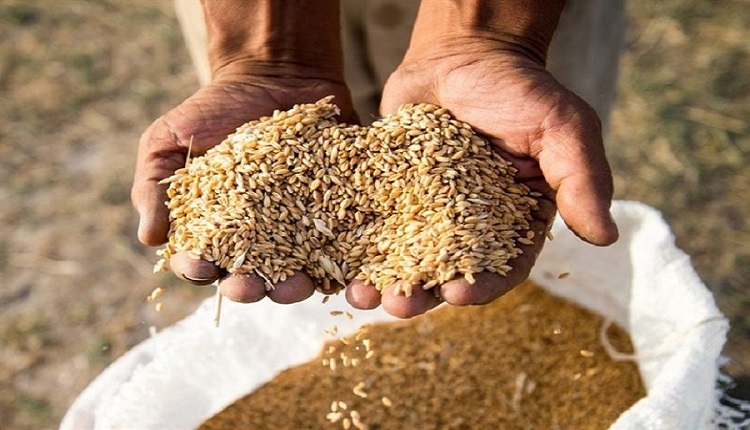 خرید ۱۶۰ هزار تن گندم از کشاورزان