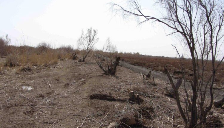 وضعیت فوق بحرانی هفت میلیون هکتار اراضی بیابانی کشور