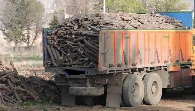 کشف ۲۵ تن چوب بدون مجوز حمل در رودبارجنوب
