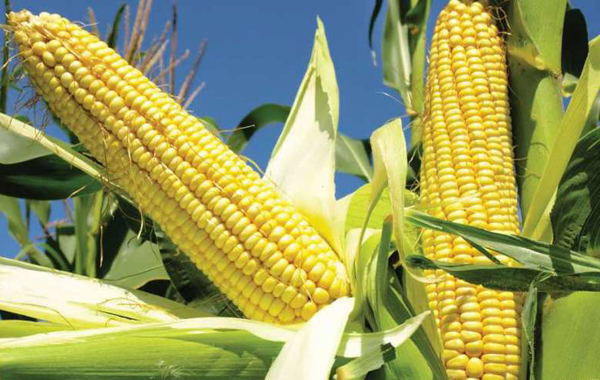 growing corn 7 850x491 1